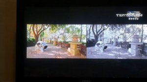 THE ANIMAL LULLA @ BELLA VILLA CABANA