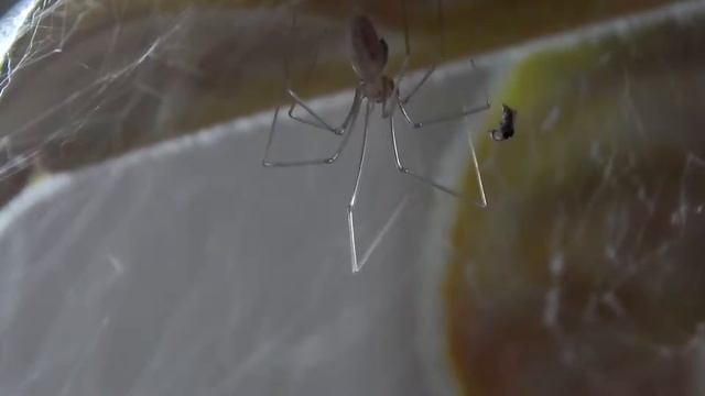 Завтрак паука! Макросъемка! смотреть онлайн