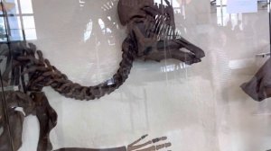 New York City Walking Tour (AMERICAN MUSEUM OF NATURAL HISTORY) 2023