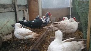 КОРМЛЕНИЕ ИНДОУТОК ЗИМОЙ/МУСКУСНЫЕ УТКИ/