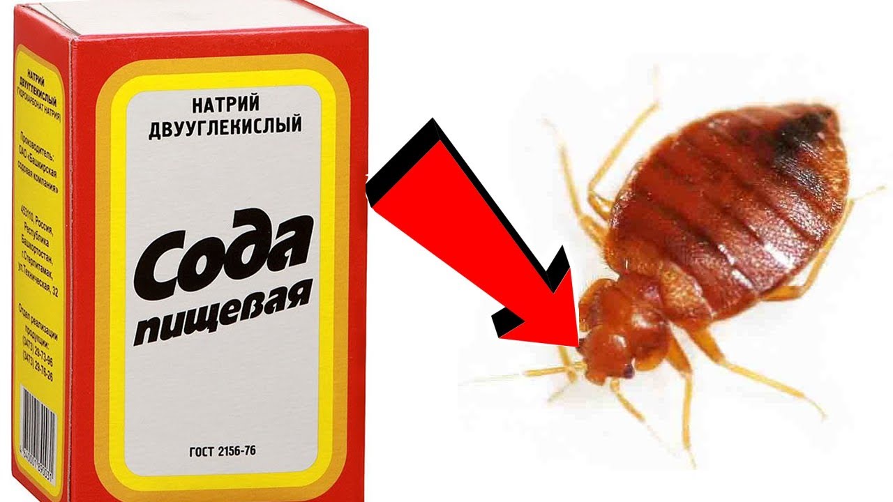 Уничтожения клопов-Всего за 30 минут.