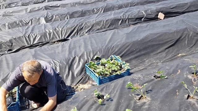 Начали высаживать маточник клубники. Сорта Азия, Кабрилло, Мальвина, Купчиха, Альбион, Сирия. смотреть онлайн