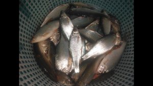 Ловля плотвы со льда,тест грелки "теплоид".