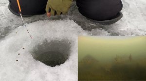 Ловля окуня по первому льду. Взгляд из подо льда
