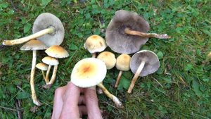 Ложноопёнок серно жёлтый VS серопластинчатый. Как отличить съедобный от ядовитого?