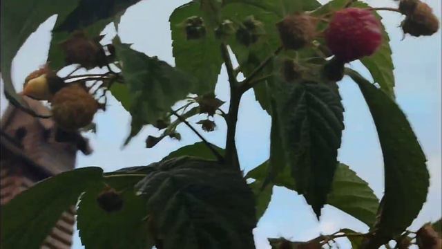 Клубника. Как мы её выращиваем . Без заморочек смотреть онлайн