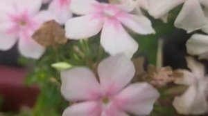 How to harvest Phlox seeds