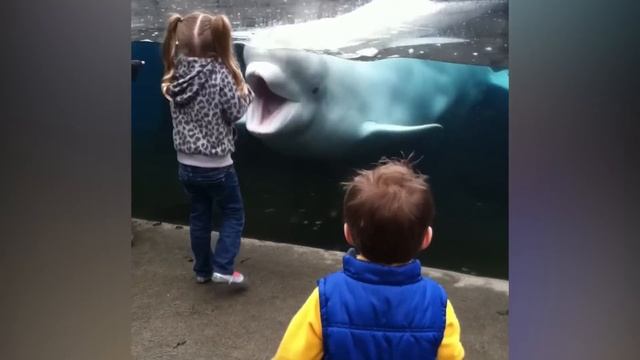 Funny Kids at the Aquarium | Girl SPOOKED By A Beluga Whale! смотреть онлайн