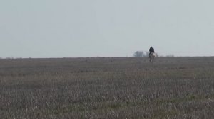 Охота с борзыми