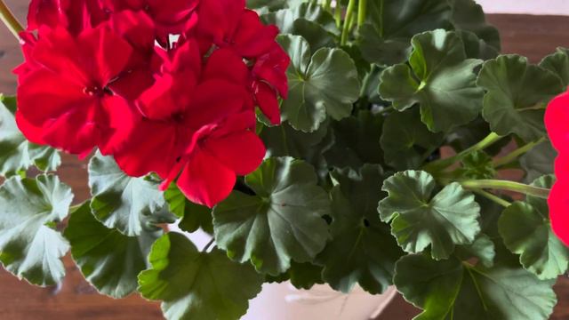 About Geranium Flower 🌺 смотреть онлайн