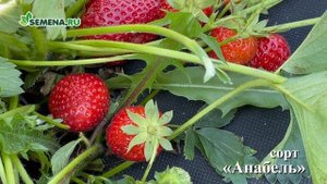 Земляника (ремонтантная) Анабель