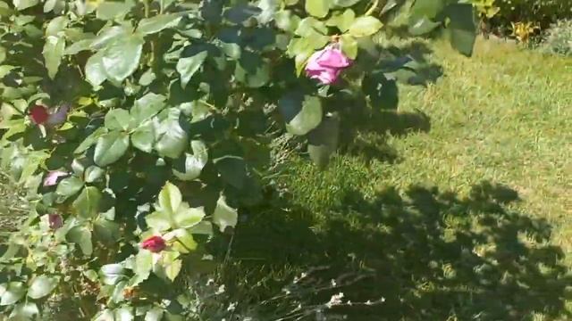 Мои сиреневые розы. My purple roses. смотреть онлайн