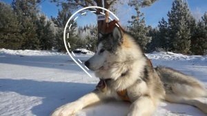 Жизнь Маламут Парка и наши Маламуты