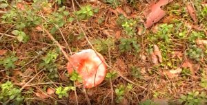 Татьяна Снежина - Мы в этой жизни только гости.mpg