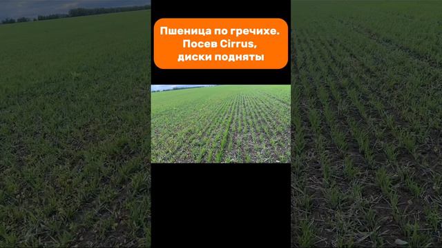 Пшеница по гречихе. Посев Cirrus, диски подняты #amazone #cirrus #seeder