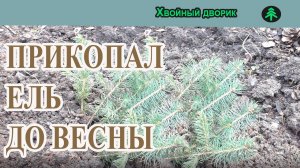 Насколько не прихотлива ель колючая-голубая,саженцы ели в прикопе до весны.