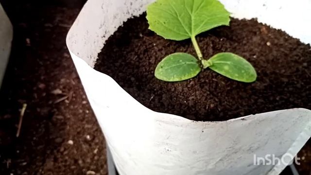 Пикировка огурцов, Огурец сорта МАРИНДА 14 дней от посева. смотреть онлайн