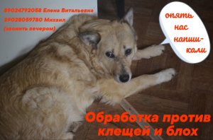 Защищаемся от мелких, но многолапых