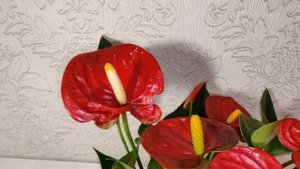 Цветы Вместе - Антуриум Микра Anthurium Micra  размер 9/30