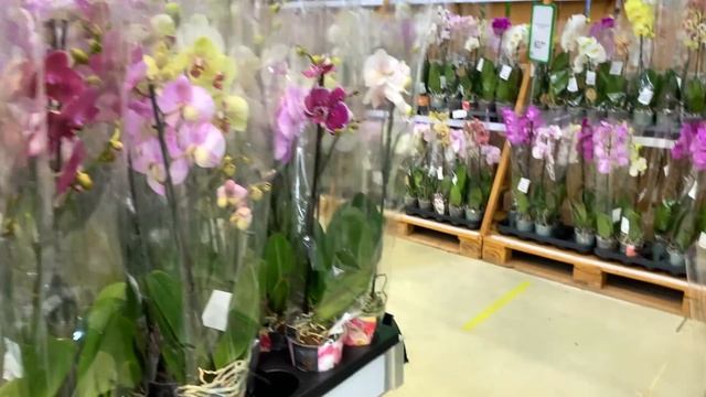 сочнейший завоз орхидей обзор КРУПНЫЕ орхидеи ЦЕНЫ УПАЛИ смотреть онлайн