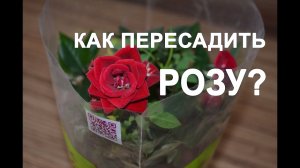 Как пересадить розу? Когда можно пересаживать розы?