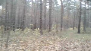 КРАСОТА И ЧИСТОТА БЕЛОРУССКОГО ЛЕСА! ПОСЕЛОК ЖДАНОВИЧИ!