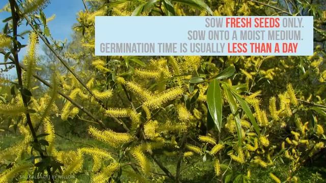 Salix alba Growing Guide (White Willow) by GardenersHQ смотреть онлайн