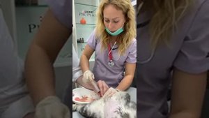 Катетеризация уретры у кота