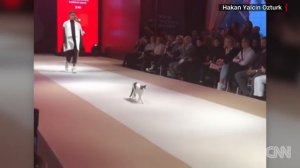 cat walks the catwalk