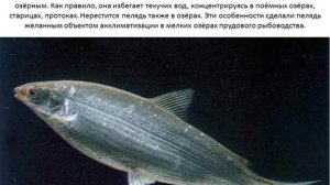 Пелядь(сырок) #рыба #fish #fishing #рыбалка