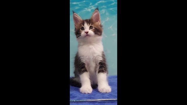 котята мейн кун из питомника