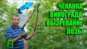 ЧЕКАНКА ВИНОГРАДА. ЗЕЛЕНЫЕ ОПЕРАЦИИ. ВЫЗРЕВАНИЕ ЛОЗЫ ЧАСТЬ 1. ВЫРАЩИВАНИЕ ВИНОГРАДА В ТЕПЛИЦЕ