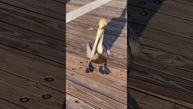 #shorts Пеликаны на рыбалке /Pelicans on fishing ?