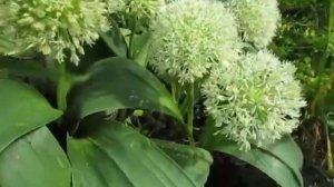 Каратавский лук