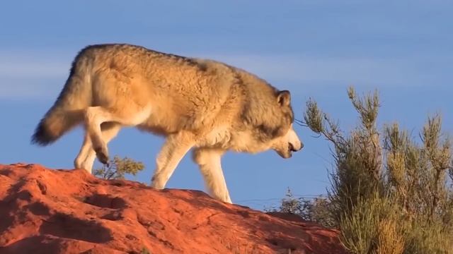 Nega Bo'rilar Sirkda Qatnashmaydi? смотреть онлайн