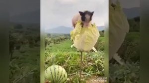 Мир диких животных