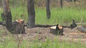 Какое наказание ждёт нарушителей особого противопожарного режима