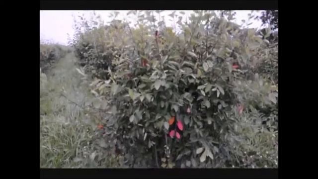 Our Amelanchier canadensis Shrubs смотреть онлайн