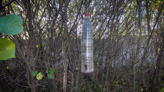 Воробьи и Синицы на самодельной кормушке | 24 сентября 2023 года