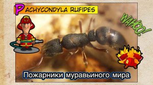 Пожарники муравьиного мира // Обзор // Pachycondyla rufipes
