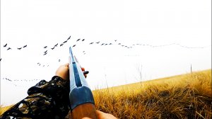 ОХОТА НА ГУСЯ. Гусь прет налет за налетом. Тысячи гуся. Аркалык. GOOSE HUNTING. Goose flies the raid