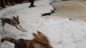 Волки играют в лесу