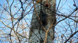 Дятел обустраивает жилье