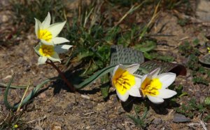 Тюльпан Бузе (Tulipa buhseana Boiss). Жамбылская область. Южный Казахстан.