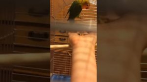 Как научить попугая сидеть на пальце