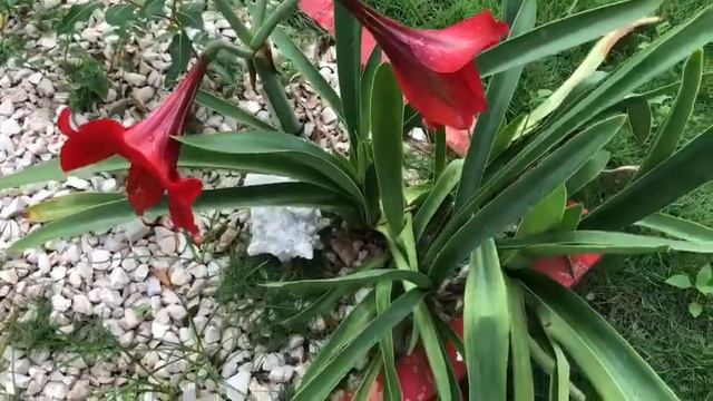 Lirios Naturales Mayo María 29-5-2023 смотреть онлайн