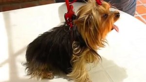 Как Приучить Йоркширсково Терьера К Поводку Или ошейнику Советы :