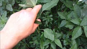 Амарант или щирица. Идеальная еда человека. Сбор семян.