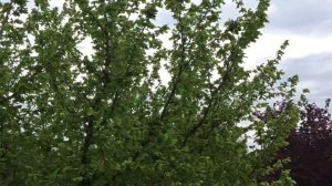 Сад фундука привитый на медвежий орех.Питомник орехоплодных культур