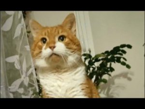 Убившим кота Кузю прилетела ответочка...